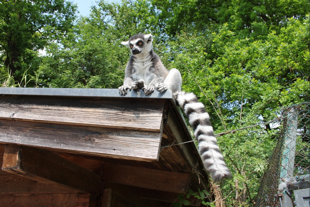 Lemur v Zoo Salcburk Marco Assini
